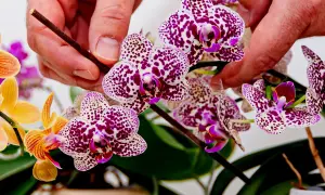 Dłonie podtrzymują kwitnącą orchideę w plamki. Piękna pozycja kwiatów.
