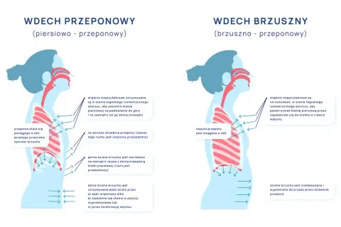 Ilustracja pokazuje, jak prawidłowo oddychać: wdech przeponowy i brzuszny. Wdech przeponowy angażuje przeponę, brzuch się wypycha.
