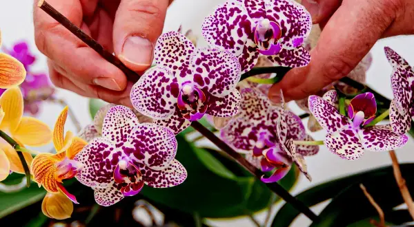 Dłonie podtrzymują kwitnącą orchideę w plamki. Piękna pozycja kwiatów.
