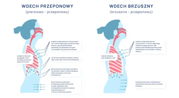 Ilustracja pokazuje, jak prawidłowo oddychać: wdech przeponowy i brzuszny. Wdech przeponowy angażuje przeponę, brzuch się wypycha.