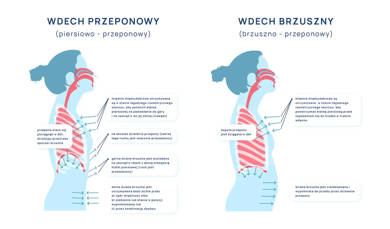 Ilustracja pokazuje, jak prawidłowo oddychać: wdech przeponowy i brzuszny. Wdech przeponowy angażuje przeponę, brzuch się wypycha.