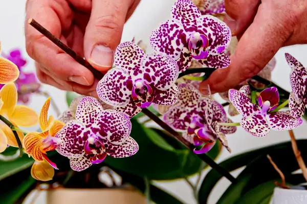Dłonie podtrzymują kwitnącą orchideę w plamki. Piękna pozycja kwiatów.